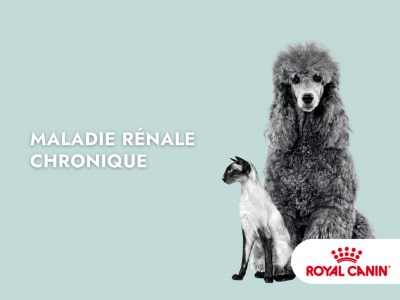 maladie renale chronique